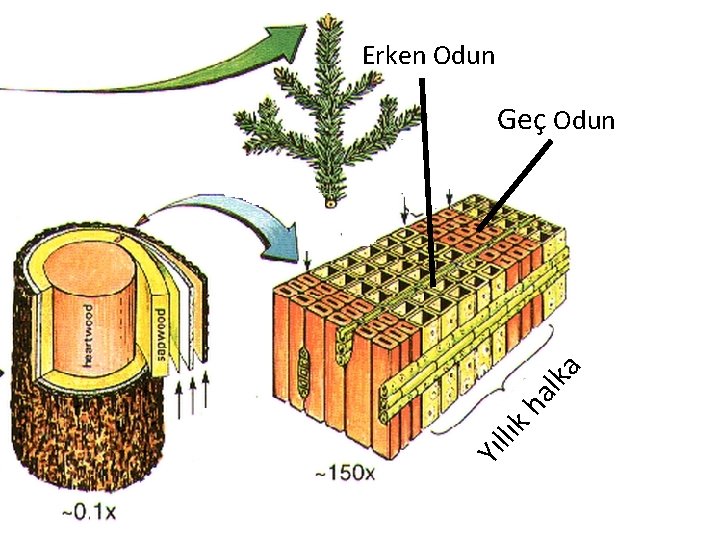 Erken Odun Yıl lı kh alk a Geç Odun 