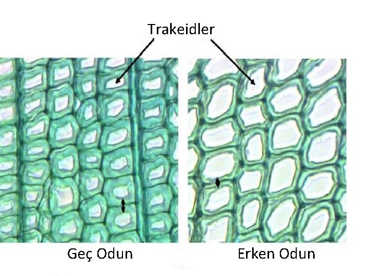 Trakeidler Geç Odun Erken Odun 