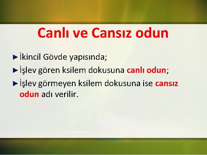 Canlı ve Cansız odun ► İkincil Gövde yapısında; ► İşlev gören ksilem dokusuna canlı