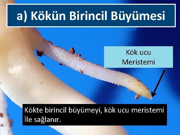 a) Kökün Birincil Büyümesi Kök ucu Meristemi Kökte birincil büyümeyi, kök ucu meristemi İle