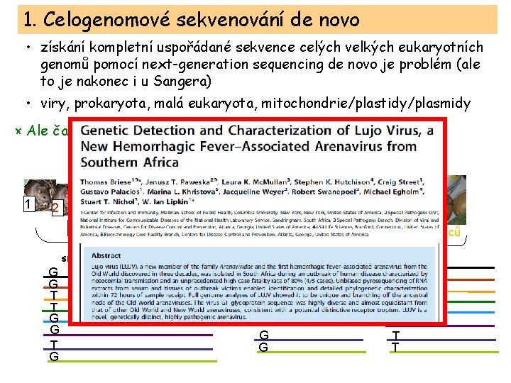 1. Celogenomové sekvenování de novo • získání kompletní uspořádané sekvence celých velkých eukaryotních genomů