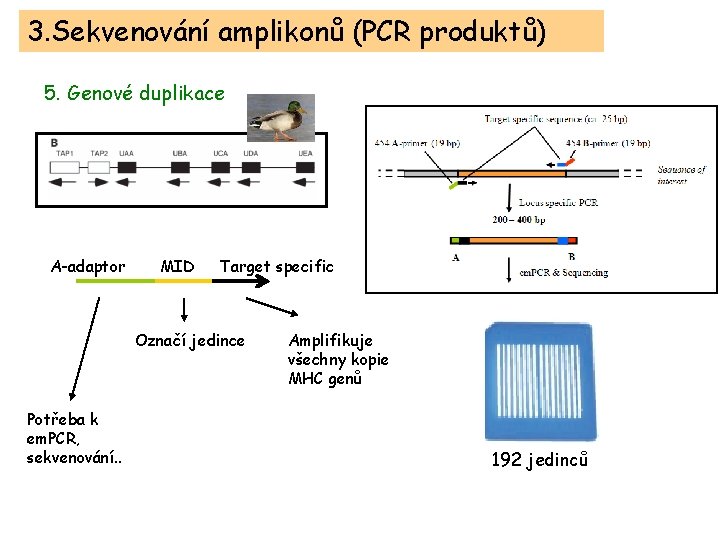 3. Sekvenování amplikonů (PCR produktů) 5. Genové duplikace A-adaptor MID Target specific Označí jedince