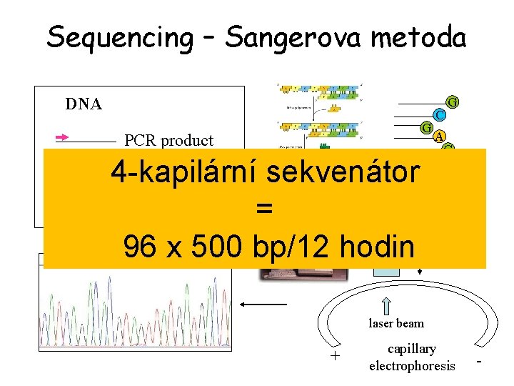 Sequencing – Sangerova metoda DNA G PCR product 4 -kapilární sekvenátor cloned fragment =