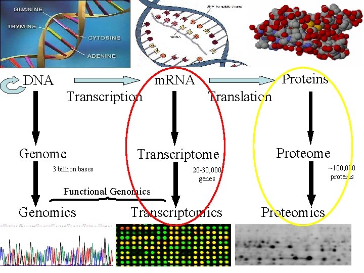Proteins m. RNA DNA Transcription Genome Translation Transcriptome 3 billion bases Proteome ~100, 000
