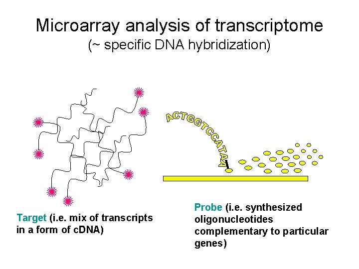 Microarray analysis of transcriptome (~ specific DNA hybridization) Target (i. e. mix of transcripts