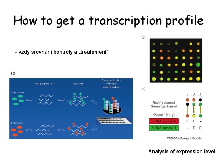 How to get a transcription profile - vždy srovnání kontroly a „treatement“ (a) Analysis