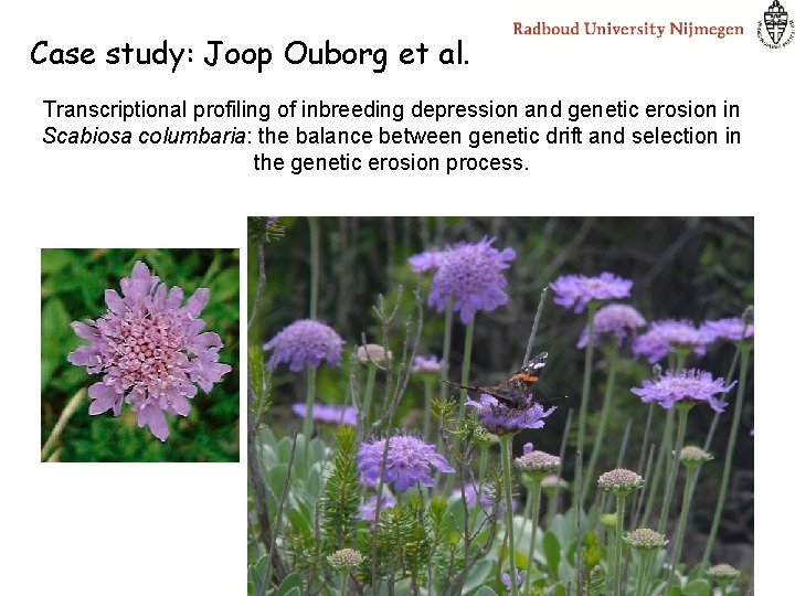 Case study: Joop Ouborg et al. Transcriptional profiling of inbreeding depression and genetic erosion