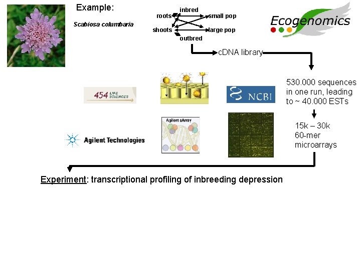 Example: roots Scabiosa columbaria inbred shoots small pop large pop outbred c. DNA library