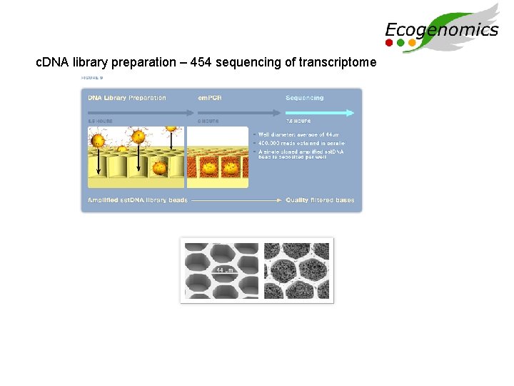 c. DNA library preparation – 454 sequencing of transcriptome 