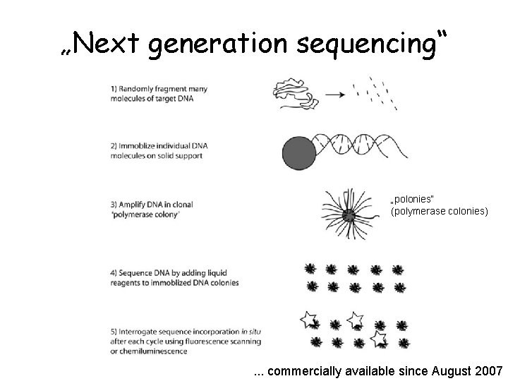 „Next generation sequencing“ „polonies“ (polymerase colonies) . . . commercially available since August 2007