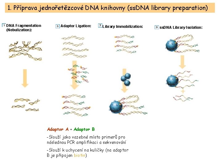 1. Příprava jednořetězcové DNA knihovny (ss. DNA library preparation) DNA Fragmentation (Nebulization): Adaptor Ligation: