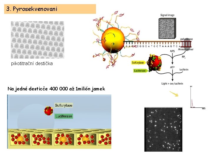 3. Pyrosekvenovani pikotitrační destička Na jedné desticče 400 000 až 1 milión jamek 