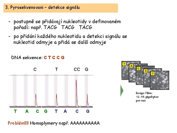 3. Pyrosekvenovani – detekce signálu - postupně se přidávají nukleotidy v definovaném pořadí: např.