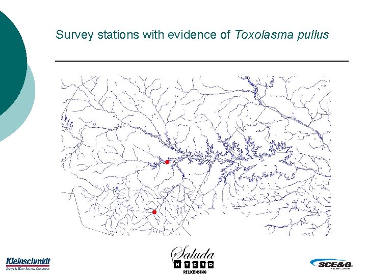 Survey stations with evidence of Toxolasma pullus 