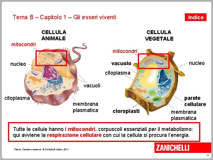 Tema B – Capitolo 1 – Gli esseri viventi mitocondri CELLULA ANIMALE Indice CELLULA