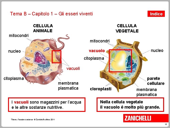 Tema B – Capitolo 1 – Gli esseri viventi mitocondri Indice CELLULA ANIMALE CELLULA