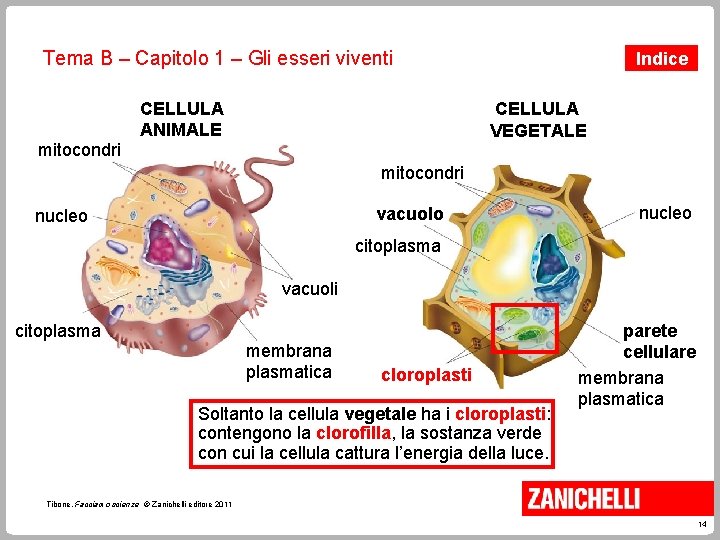 Tema B – Capitolo 1 – Gli esseri viventi mitocondri CELLULA ANIMALE Indice CELLULA