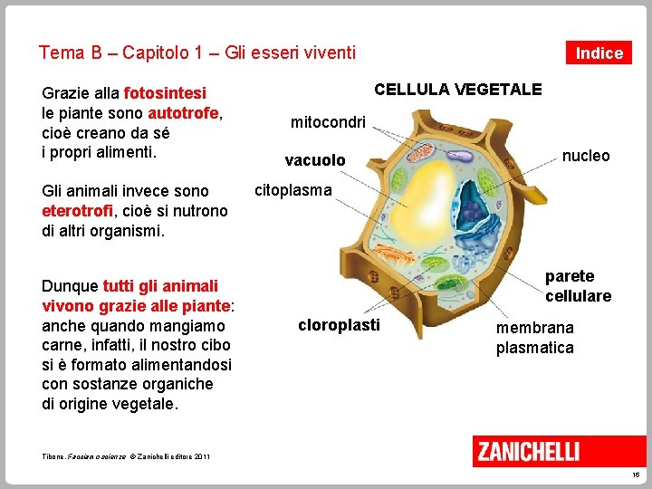 Tema B – Capitolo 1 – Gli esseri viventi Grazie alla fotosintesi le piante