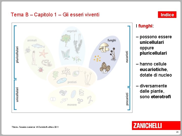 Tema B – Capitolo 1 – Gli esseri viventi Indice I funghi: – possono