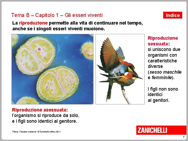 Tema B – Capitolo 1 – Gli esseri viventi Indice La riproduzione permette alla