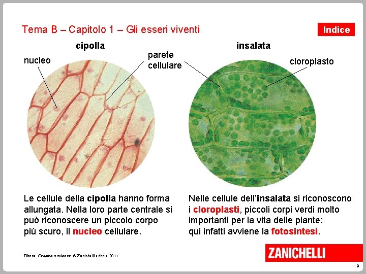 Tema B – Capitolo 1 – Gli esseri viventi cipolla nucleo parete cellulare Le