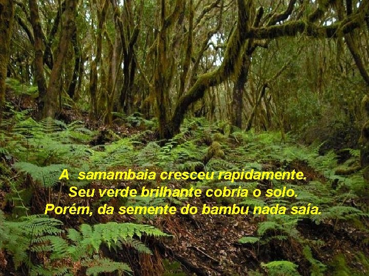 A samambaia cresceu rapidamente. Seu verde brilhante cobria o solo. Porém, da semente do