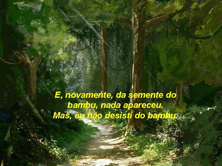 E, novamente, da semente do bambu, nada apareceu. Mas, eu não desisti do bambu.