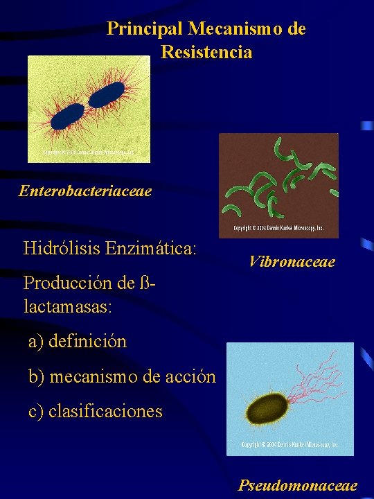 Principal Mecanismo de Resistencia Enterobacteriaceae Hidrólisis Enzimática: Vibronaceae Producción de ßlactamasas: a) definición b)