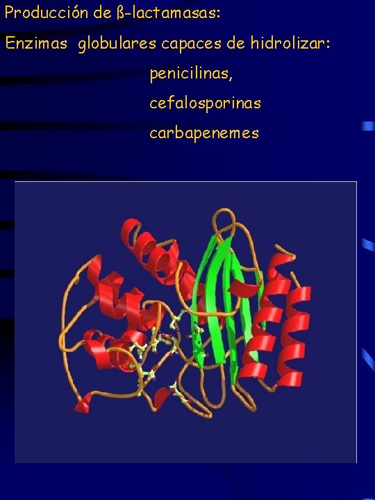 Producción de ß-lactamasas: Enzimas globulares capaces de hidrolizar: penicilinas, cefalosporinas carbapenemes 