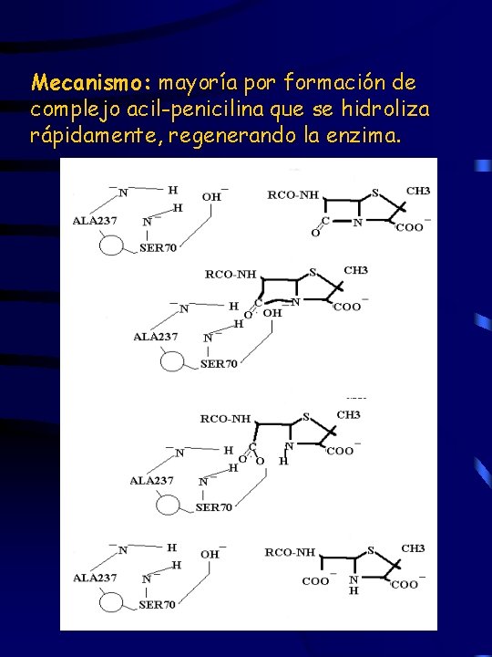 Mecanismo: mayoría por formación de complejo acil-penicilina que se hidroliza rápidamente, regenerando la enzima.