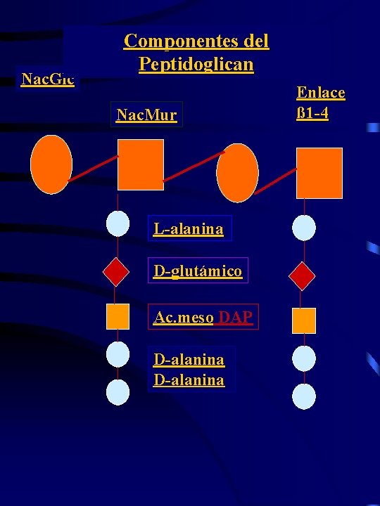 Nac. Glc Componentes del Peptidoglican Nac. Mur L-alanina D-glutámico Ac. meso DAP D-alanina Enlace