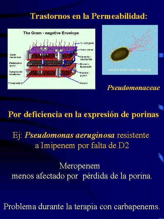 Trastornos en la Permeabilidad: Pseudomonaceae Por deficiencia en la expresión de porinas Ej: Pseudomonas
