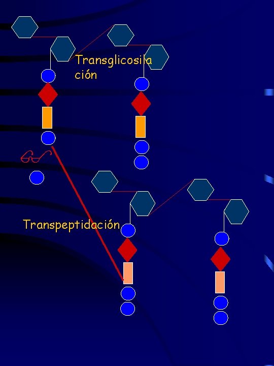 Transglicosila ción Transpeptidación 