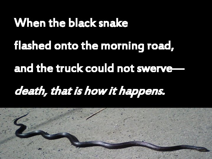 When the black snake flashed onto the morning road, and the truck could not