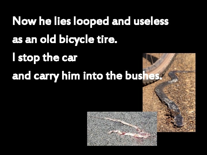 Now he lies looped and useless as an old bicycle tire. I stop the