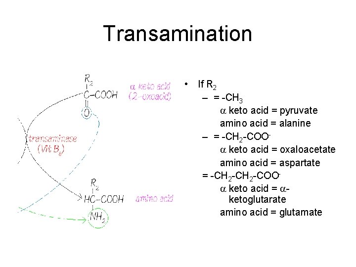 Transamination • If R 2 – = -CH 3 a keto acid = pyruvate