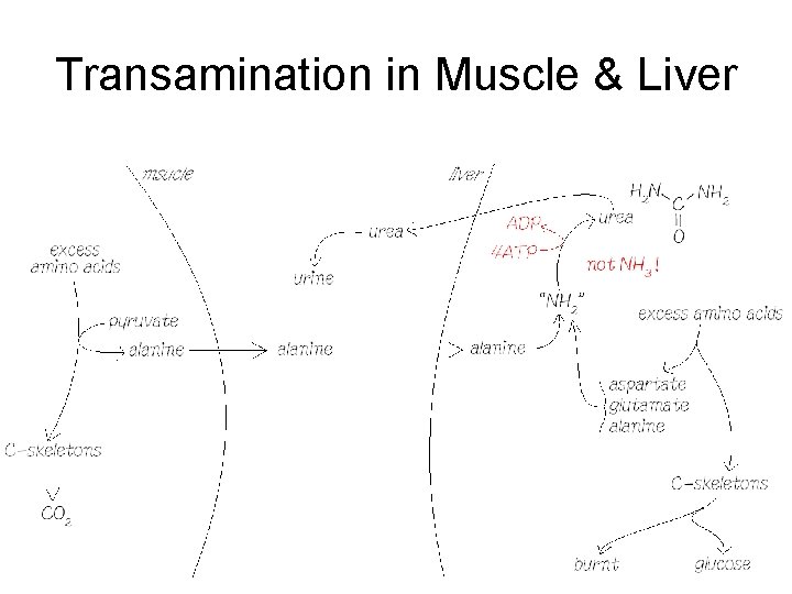Transamination in Muscle & Liver 