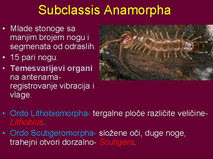 Subclassis Anamorpha • Mlade stonoge sa manjim brojem nogu i segmenata od odraslih. •