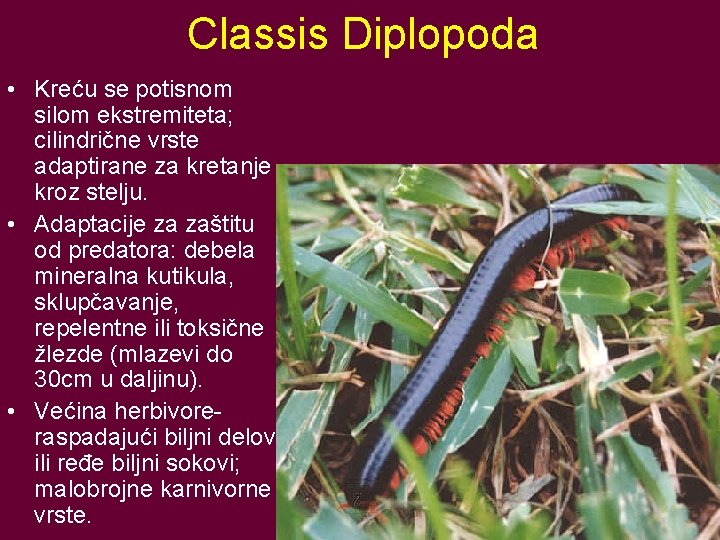 Classis Diplopoda • Kreću se potisnom silom ekstremiteta; cilindrične vrste adaptirane za kretanje kroz