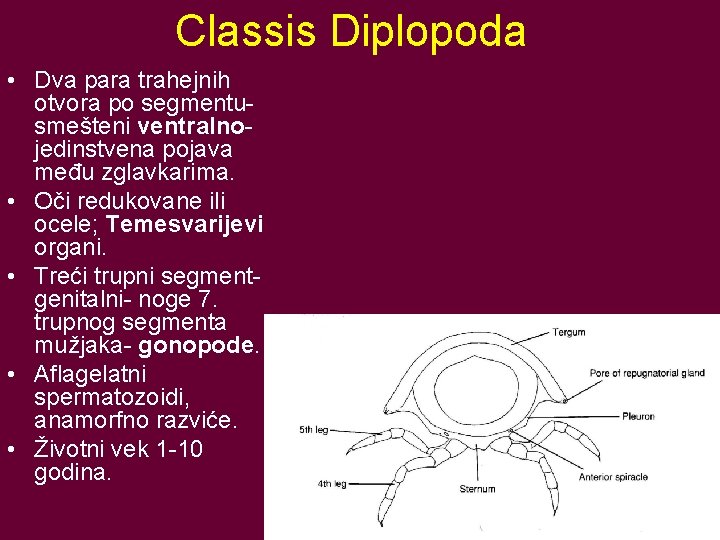 Classis Diplopoda • Dva para trahejnih otvora po segmentusmešteni ventralnojedinstvena pojava među zglavkarima. •