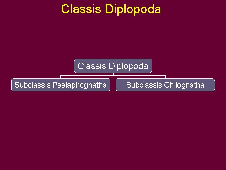 Classis Diplopoda Subclassis Pselaphognatha Subclassis Chilognatha 