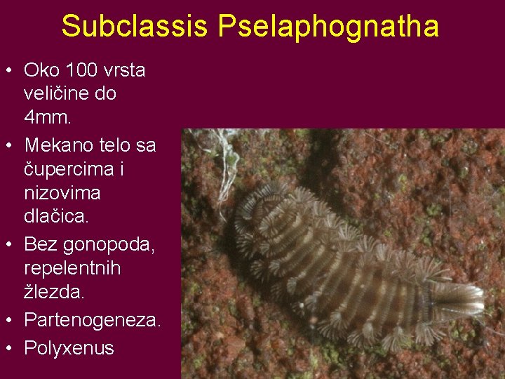 Subclassis Pselaphognatha • Oko 100 vrsta veličine do 4 mm. • Mekano telo sa