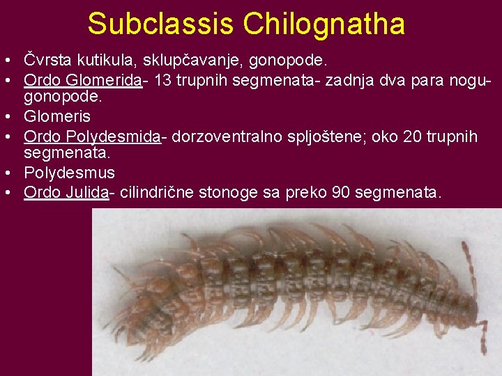 Subclassis Chilognatha • Čvrsta kutikula, sklupčavanje, gonopode. • Ordo Glomerida- 13 trupnih segmenata- zadnja
