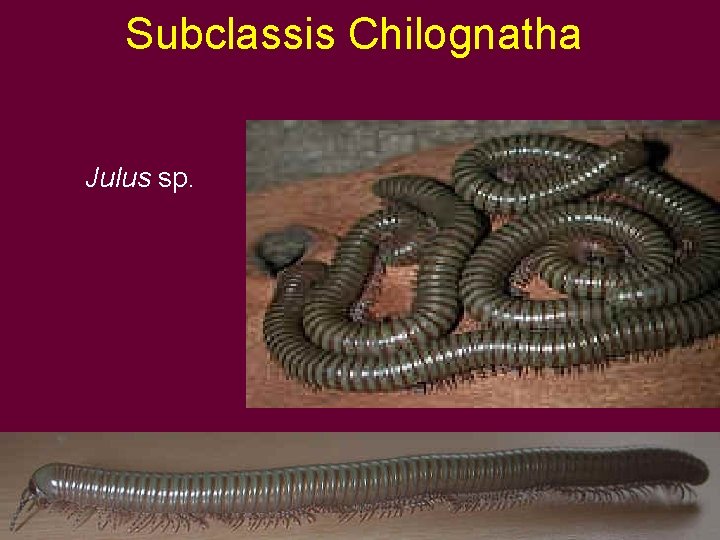 Subclassis Chilognatha Julus sp. 