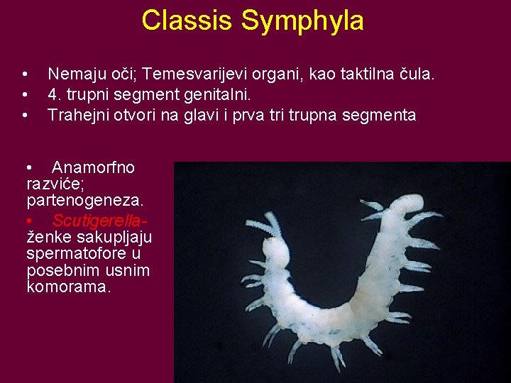 Classis Symphyla • • • Nemaju oči; Temesvarijevi organi, kao taktilna čula. 4. trupni