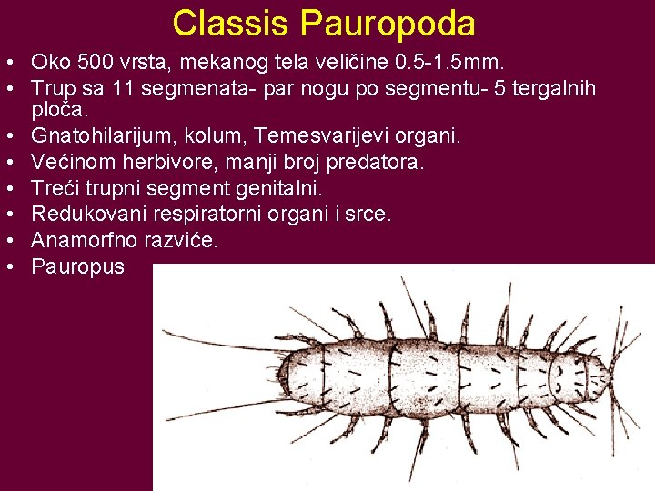 Classis Pauropoda • Oko 500 vrsta, mekanog tela veličine 0. 5 -1. 5 mm.