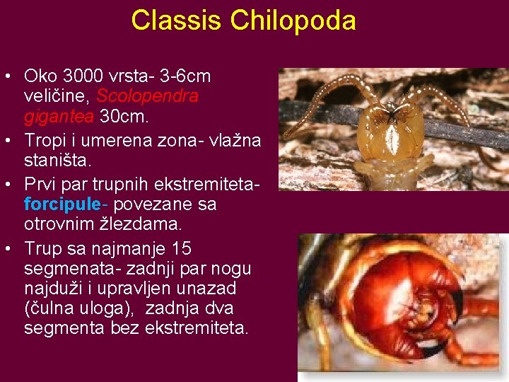 Classis Chilopoda • Oko 3000 vrsta- 3 -6 cm veličine, Scolopendra gigantea 30 cm.