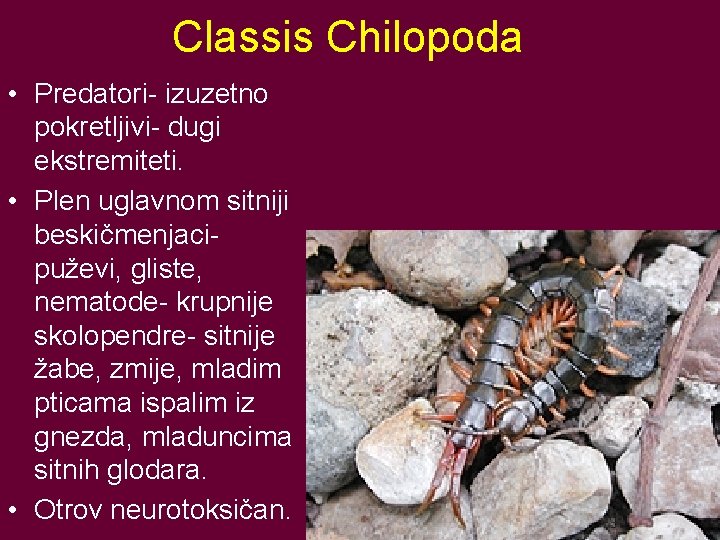 Classis Chilopoda • Predatori- izuzetno pokretljivi- dugi ekstremiteti. • Plen uglavnom sitniji beskičmenjacipuževi, gliste,