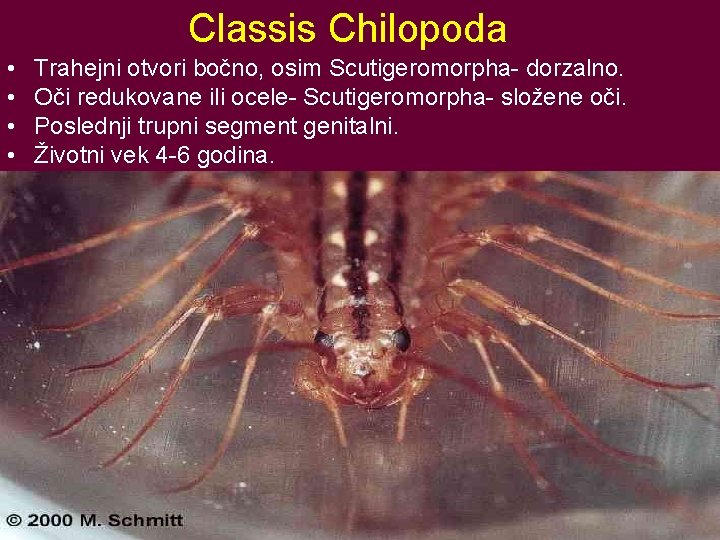 Classis Chilopoda • • Trahejni otvori bočno, osim Scutigeromorpha- dorzalno. Oči redukovane ili ocele-