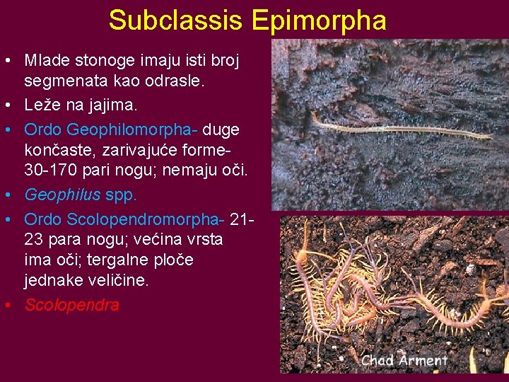 Subclassis Epimorpha • Mlade stonoge imaju isti broj segmenata kao odrasle. • Leže na